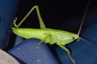 Ruspolia nitidula