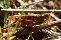 Calliptamus italicus