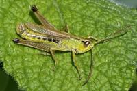 Pseudochorthippus parallelus