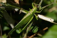 Tettigonia viridissima