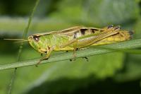 Pseudochorthippus parallelus