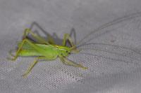 Meconema thalassinum