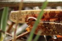 Calliptamus italicus