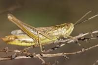 Euchorthippus declivus