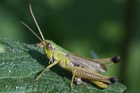 Pseudochorthippus parallelus