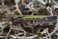 Omocestus rufipes