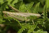 Pseudochorthippus parallelus