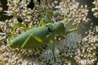 Uromenus rugosicollis