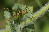 Leptophyes punctatissima