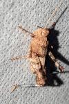 Oedipoda caerulescens