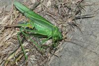 Tettigonia viridissima