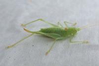Meconema meridionale