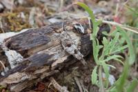 Oedipoda caerulescens