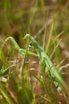 Mantis religiosa