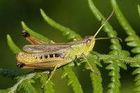 Pseudochorthippus parallelus