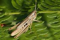 Euchorthippus declivus