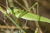 Phaneroptera falcata