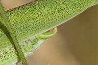 Phaneroptera falcata