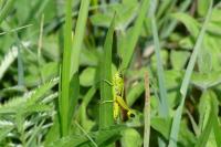 Stethophyma grossum