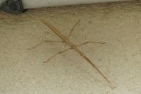 Clonopsis gallica
