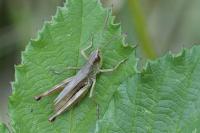 Pseudochorthippus parallelus