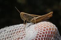 Euchorthippus declivus