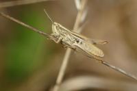 Euchorthippus declivus