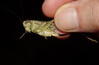 Platycleis affinis