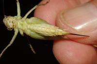 Platycleis affinis
