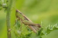 Chorthippus albomarginatus