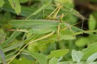 Tettigonia viridissima