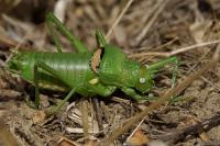 Uromenus rugosicollis
