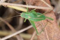 Leptophyes punctatissima