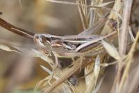 Euchorthippus declivus