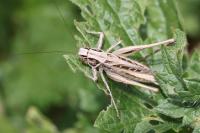 Tessellana tessellata