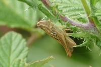 Euchorthippus declivus