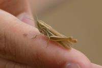 Euchorthippus declivus