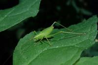 Leptophyes punctatissima