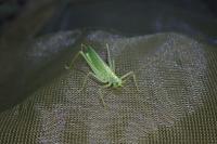 Meconema thalassinum
