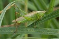 Conocephalus fuscus