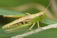 Pseudochorthippus parallelus