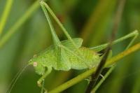 Phaneroptera nana