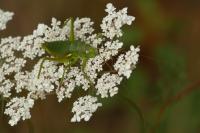 Uromenus rugosicollis
