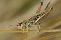 Pseudochorthippus parallelus