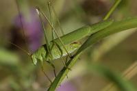 Phaneroptera falcata