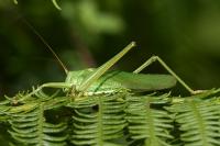 Tettigonia viridissima