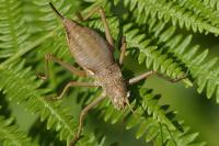 Uromenus rugosicollis