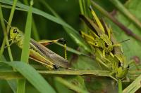 Stethophyma grossum