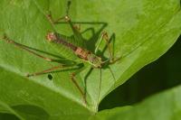 Leptophyes punctatissima