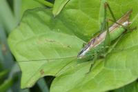 Conocephalus fuscus